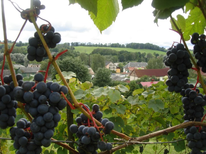 Weinberg in Sabile, Foto von sabile.lv